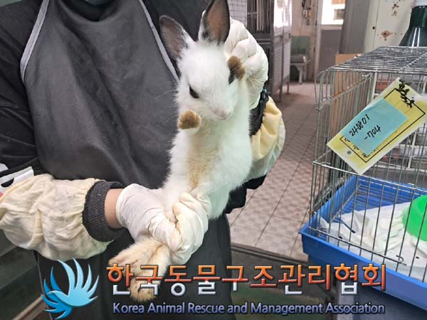 [기타축종] 토끼 경기-하남-2024-00117 유기동물 배경 이미지 입니다.